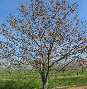 chataigner atteint du cynips